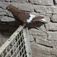 رنگی|پرنده|نصر آباد, |دیوار