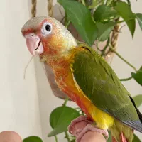 جفت گرینچیک دبل رد دستی