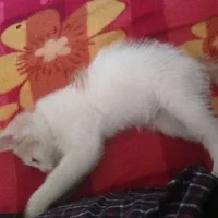 گربه
