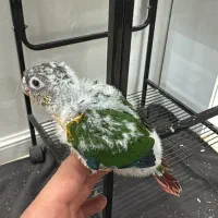 جوجه گرینچیک طوطی گرینچیک