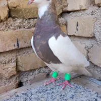 کبوتر طوقی شازده نر و ماده|پرنده|فیروزآباد (فارس), |دیوار