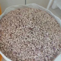 لولیا چیتی باغی