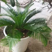 نخل سیکاس همراه پاجوش  جدید و گلدان