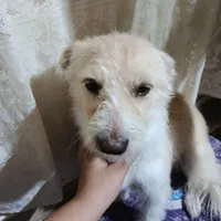 سگ گمشده پاکدشت