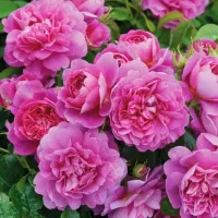 عرقیجات کاشان