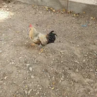 خروس محلی|حیوانات مزرعه|آبیک, |دیوار