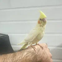 جوجه عروس|پرنده|قم, کلهری|دیوار