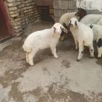 ۱۱تا بره|حیوانات مزرعه|دزفول, |دیوار