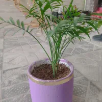 گلدان فانتزی و گل طبیعی|گل و گیاه طبیعی|تربت‌حیدریه, شهرک ولیعصر|دیوار