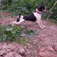 واگذاری پاکوتاه گوشتیز نگهبان