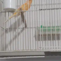 قناری پرتقالی مست نرتیپ بلندوعالی