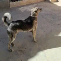 سگ نگهبان هوشیار