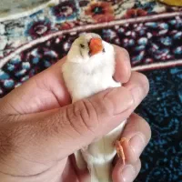 فنچ زبرا اینگلیسی