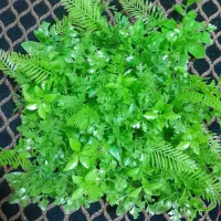 دیوار سبز گرین وال|گل مصنوعی|ارومیه, |دیوار