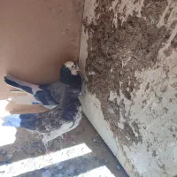 کفتر شازده|پرنده|نورآباد, |دیوار