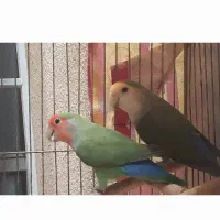 کوتوله برزیلی