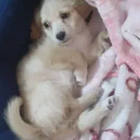 شیتزو بازیگوش