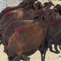 میش