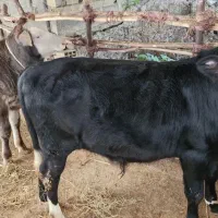 دو راس گوساله نر