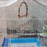 قفس پرنده بزرگ