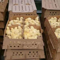 جوجه گوشتی یکروزه انواع نژاد|حیوانات مزرعه|گرگان, |دیوار