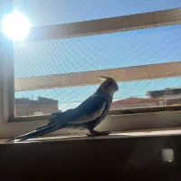 عروس هلندی سخنگو|پرنده|بافت, |دیوار