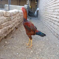 خروس لاری اصیل|حیوانات مزرعه|تربتحیدریه, میدان مرکزی|دیوار