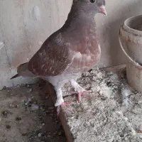 کبوتر شازده ،سفید، پرستویی|پرنده|قرچک, باقرآباد|دیوار