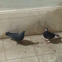 جفت کفتر زاغ آلمانی