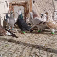 کفترپرشی|پرنده|نیشابور, مبارکه|دیوار