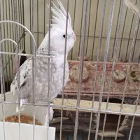 فروش عروس هلندی