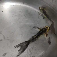 ماهی کوی باله بلند سوپر باله وماهی گلفیش