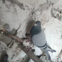پلاکی و سیاه دم سفید ماده