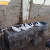 فروش اردک