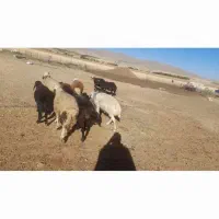 بره نر افشاری|حیوانات مزرعه|اشترینان, |دیوار