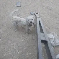 یک عدد سگ ماده نژاد خوب ۵۰۰ تومان