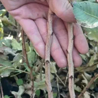 نهال پسته یک ساله|خدمات باغبانی و درختکاری|مهریز, |دیوار