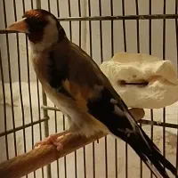 سهره دوساله جوجه قفس|پرنده|بروجرد, |دیوار