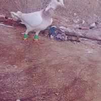 هفترنگ