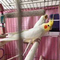 جفت عروس هلندی مولد ضمانتی