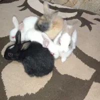 سلام چند عدد خرگوش صحیح و سالم به فروش میرسد