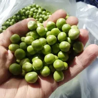 نخودفرنگی و باقلا