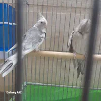 عروس هلندی|پرنده|قم, نخودی|دیوار