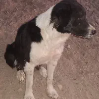 سگ گله|سگ|عقدا, |دیوار