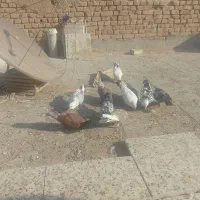 کفتر پرشی|پرنده|یزد, |دیوار