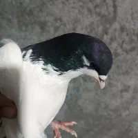 کبوتر یال یا روسری مشکی