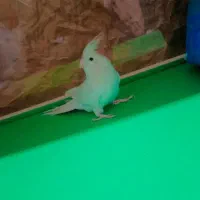 عروس هلندی آلبینو