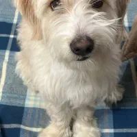 واگذاری سگ|سگ|سمنان, |دیوار