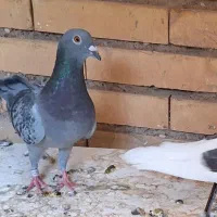 دو جفت پلاکی مسافتی|پرنده|اهواز, زرگان|دیوار