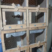 جفتکنی عالی کبوتری